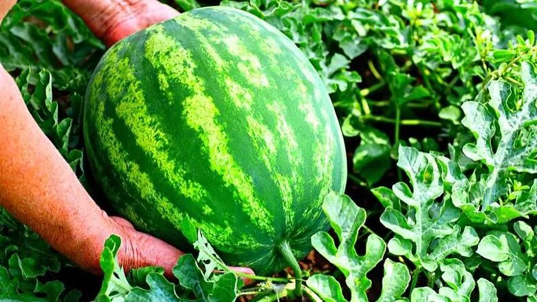Wie wählt man eine reife Wassermelone aus 